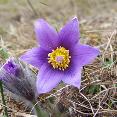 СЪСЪНКА ОБИКНОВЕНА - Котенце( Anemone pulsatilla L.)