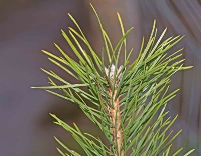 БОР БЯЛ  (Pinus sylvestris L.)