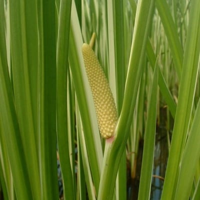 АИР БЛАТЕН – Миризлив акорус (Acorus calamus L.)