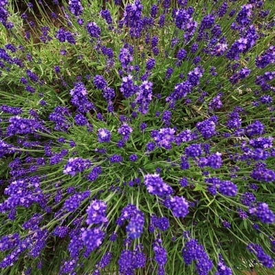 БАБИЦА - Коча трева, мачо биле (Nepeta cataria L.)