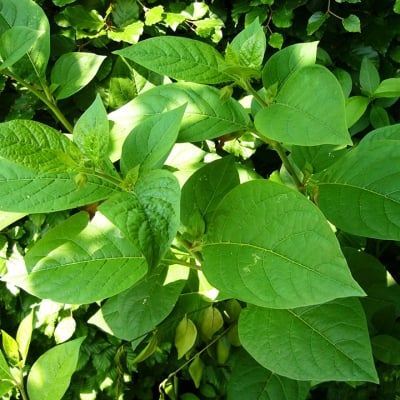 БЕЛАДОНА – Лудо биле (Atropa belladonna L.)