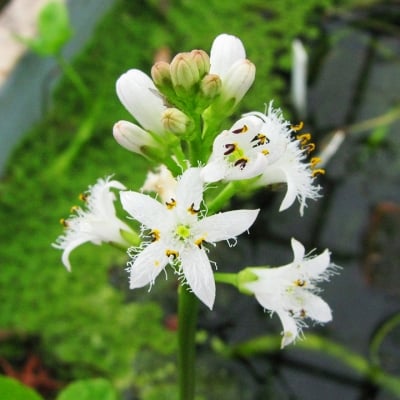 БЛАТЕН ТРИЛИСТНИК -  Горчивче, водна детелина (Menyanthes trifoliata L.)