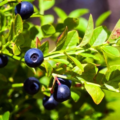 БОРОВИНКА ЧЕРНА - Борика (Vaccinium myrtillus L.)