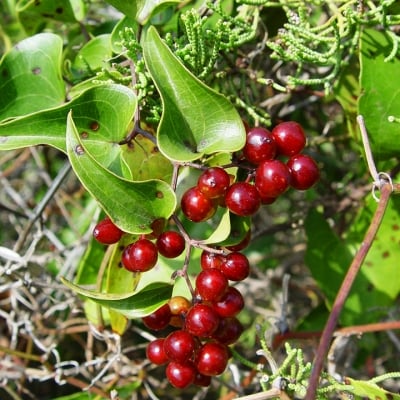 БРЕЙ - Водогон (Tamus communis L.)