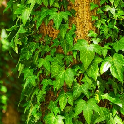 БРЪШЛЯН (Hedera helix L.)