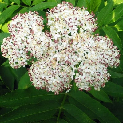 БЪЗАК - Тревист бъз (Sambucus ebulus L.)