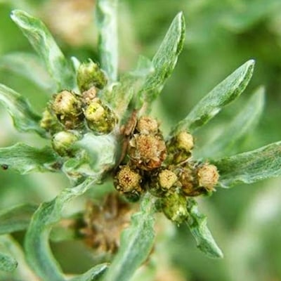 БЯЛ СМИЛ (Filaginella uliginosa Opiz)