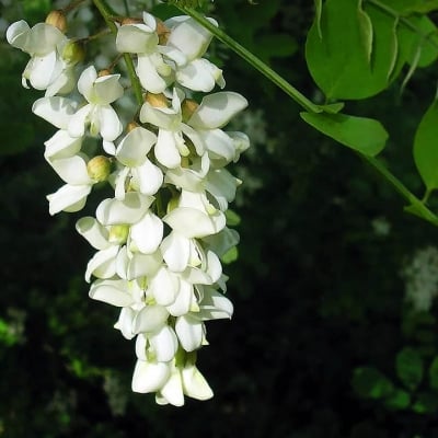 БЯЛА АКАЦИЯ - Бял салкъм (Robinia pseudoacacia L.)