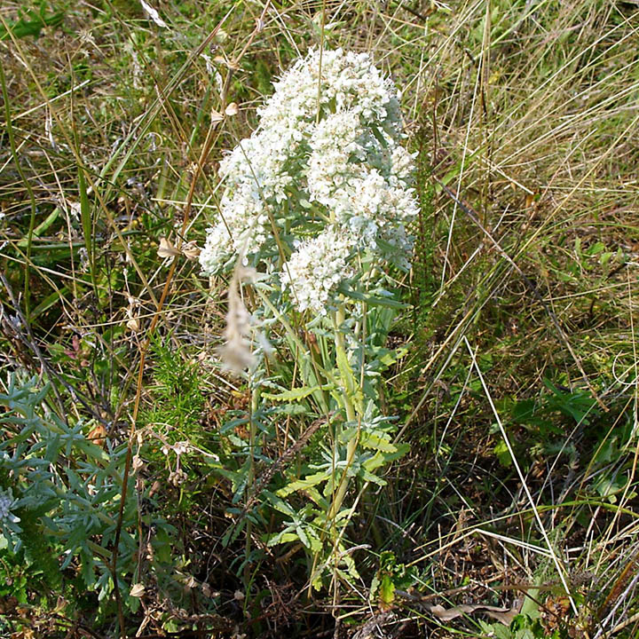 БЯЛО ПОДЪБИЧЕ – Бяла китка, бяла горчива трева(Teucrium polium L.)