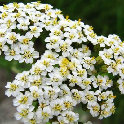 БЯЛ РАВНЕЦ – Гущерка, еневичка, пачи пера (Achillea millefolium L.)