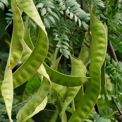 ГЛЕДИЧИЯ - Рожков (Gleditsia triacanthos L.)
