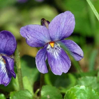 ГОРСКА ТЕМЕНУГА – Миризлива теменуга (Viola odorata L. s. l.)