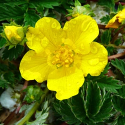 ГЪШЕ ПРОЗОРЧЕ – Пачи очиболец (Potentilla anserina L.)