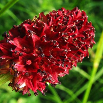 ДИНКА ЛЕЧЕБНА – Кръвавка, кръвец (Sanguisorba officinalis L.)