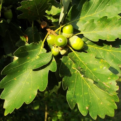 ДЪБ  ЛЕТЕН (Quercus robur L.)
