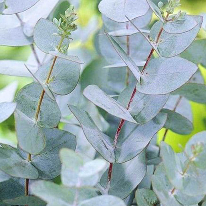 ЕВКАЛИПТ (Eucalyptus globulus Labill.)
