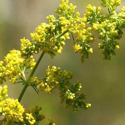 ЕНЬОВЧЕ – Лепка ( Galium aparine L.)