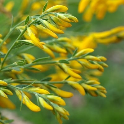 ЖЪЛТУГА БАГРИЛНА – Типец, цветило (Genista tinctoria L. s. l. )