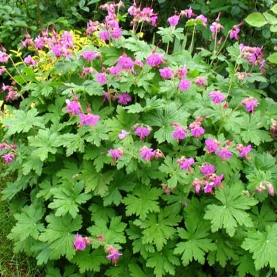 ЗДРАВЕЦ ОБИКНОВЕН ( Geranium macrorrhizum L. )
