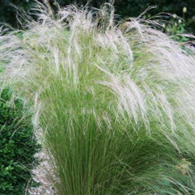 КОИЛО - Степна трева (Stipa spp.)