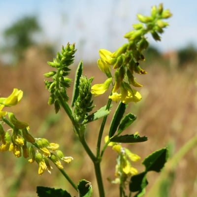 КОМУНИГА ЖЪЛТА (Melilotus officinalis L.)