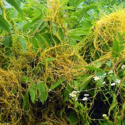 КУКУВИЧА ПРЕЖДА (Cuskuta europaea L.)