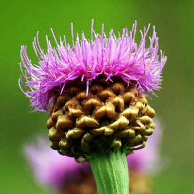 ЛЕВЗЕЯ (Leuzea carthamoides D.S. )