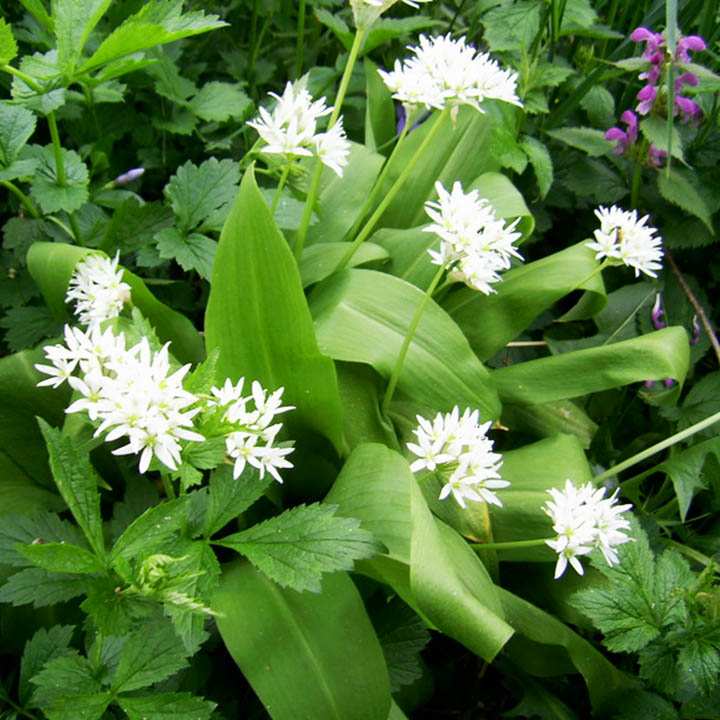 ЛЕВУРДА – Див чесън, мечи лук  (Allium ursinum  L. )