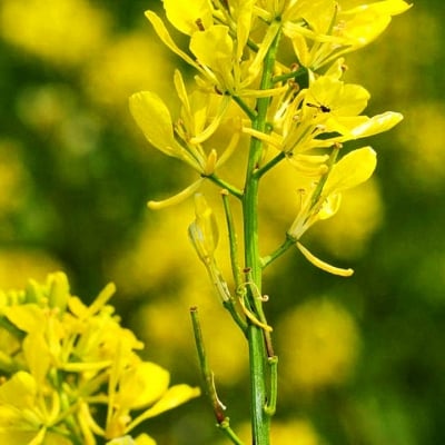 ЛЕЧЕБЕН СИНАП - Черен синап, хардал, горчица (Brassica nigra( L.) C. Koch (Sinapis nigra L.))