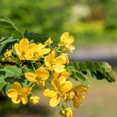 МАЙЧИН ЛИСТ - Сена (Cassia acutifolia Del.)