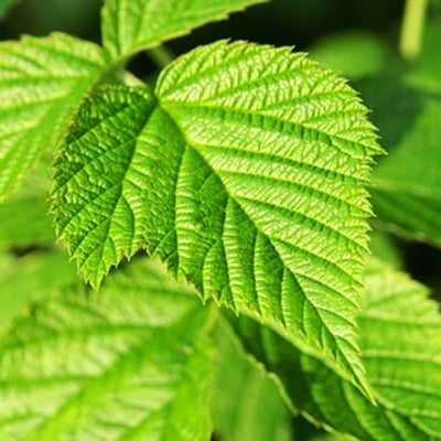 МАЛИНА ЛИСТ (Rubus idaeus L.)