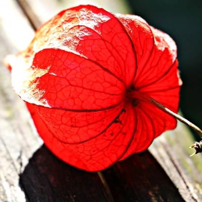 МЕХУНКА – Червена мехунка (Physalis alkekengi L.)