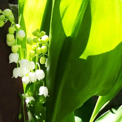 МОМКОВА СЪЛЗА (Polygonatum officinale All.)