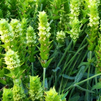 МУРСАЛСКИ ЧАЙ – Пирински чай ( Sideritis scardica Griseb. )