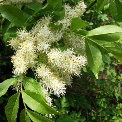 МЪЖДРЯН - Бял ясен (Fraxinus ornus L.)