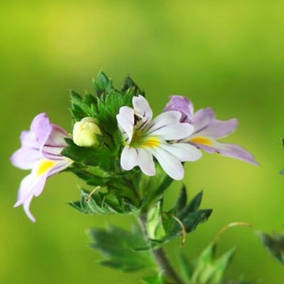 ОЧАНКА (Euphrasia officinalis complex L.)