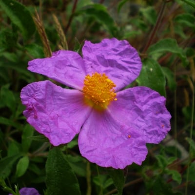 ПАМУКЛИЙКА  – Цистус , скална роза( Cistus incanus )