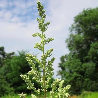 ПЕЛИН ОБИКНОВЕН – Бял пелин (Artemisia absinthium L.)