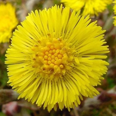 ПОДБЕЛ - Марта(Tussilago farfara L.)
