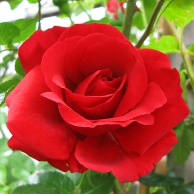 РОЗА – Червена казанлъшка роза, маслодайна роза (Rosa damascene auct. Non Miller)