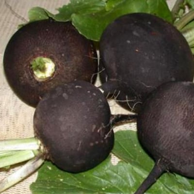 РЯПА ЧЕРНА (Raphanus sativus L.)