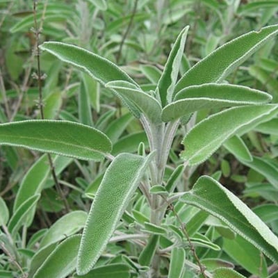 САЛВИЯ -  Конски босилек, градински чай (Salvia officinalis L.)