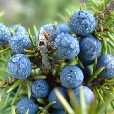 СИНЯ ХВОЙНА – Обикновена хвойна (Juniperus communis L. )