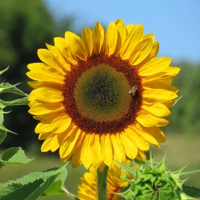 СЛЪНЧОГЛЕД (Helianthus annuus L. )