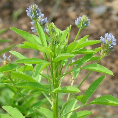СМИНДУХ ГРЪЦКИ – Тилчец, рогата чубрица (Trigonella foenum-graecum L.)