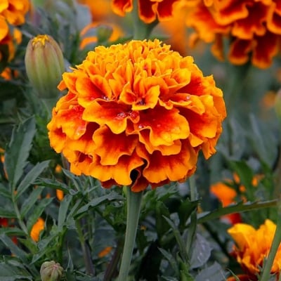 ТУРТА - Тагетис (Tagetes erecta)