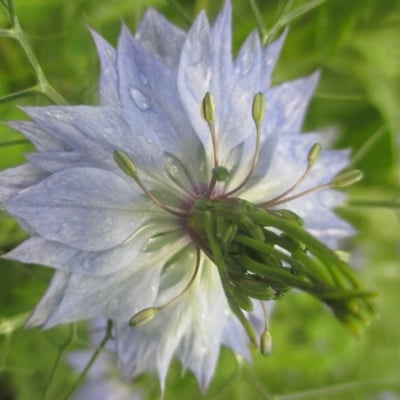 ЧЕЛЕБИТКА ПОЛСКА – Черен кимион, нигела (Nigella sativa L.)