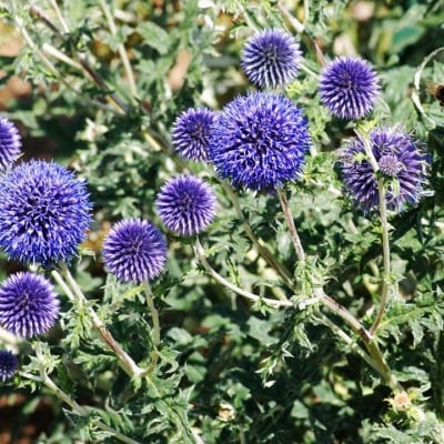 ЧЕЛЯДНИК - Бодлив челядник, главесто тръне, ехинопс (Echinops ritro L.)