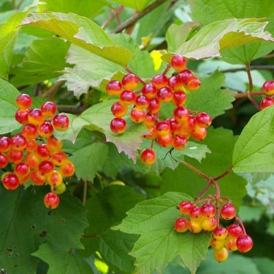 ЧЕРВЕНА КАЛИНА - Снежник (Viburnum opulus L.)