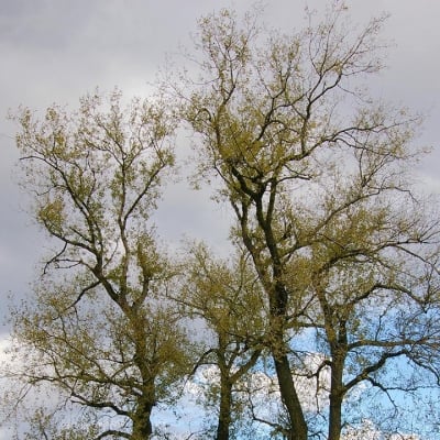 ЧЕРНА ТОПОЛА (Populus nigra L. )